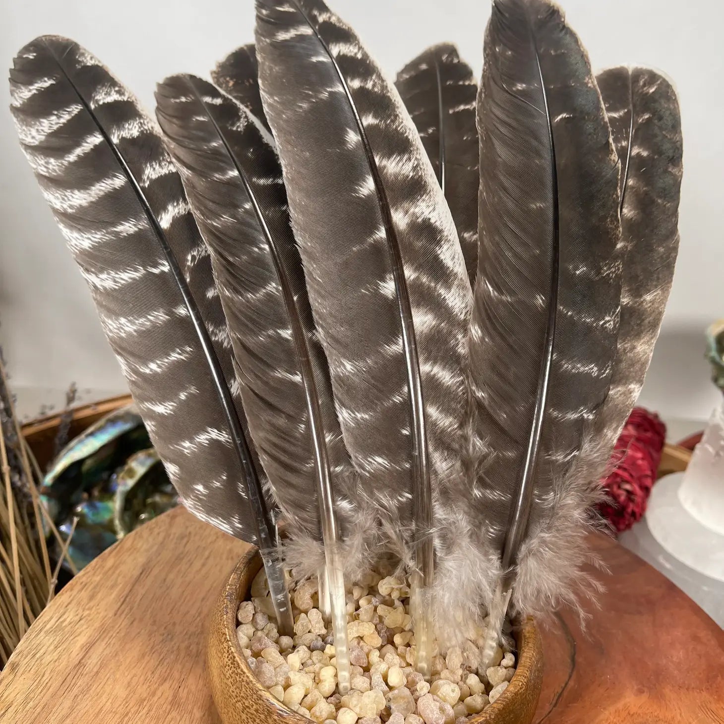 Natural Turkey Feathers