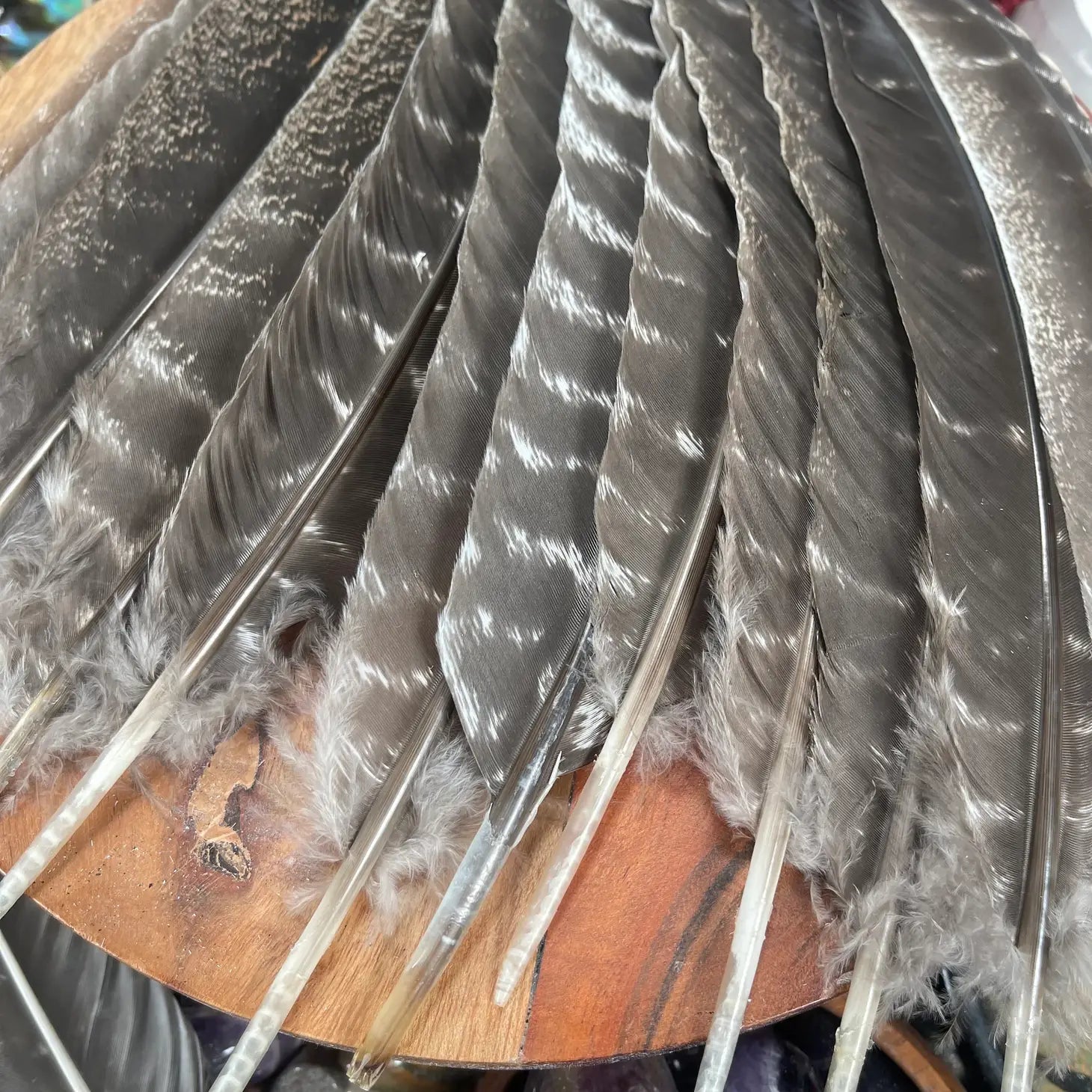 Natural Turkey Feathers