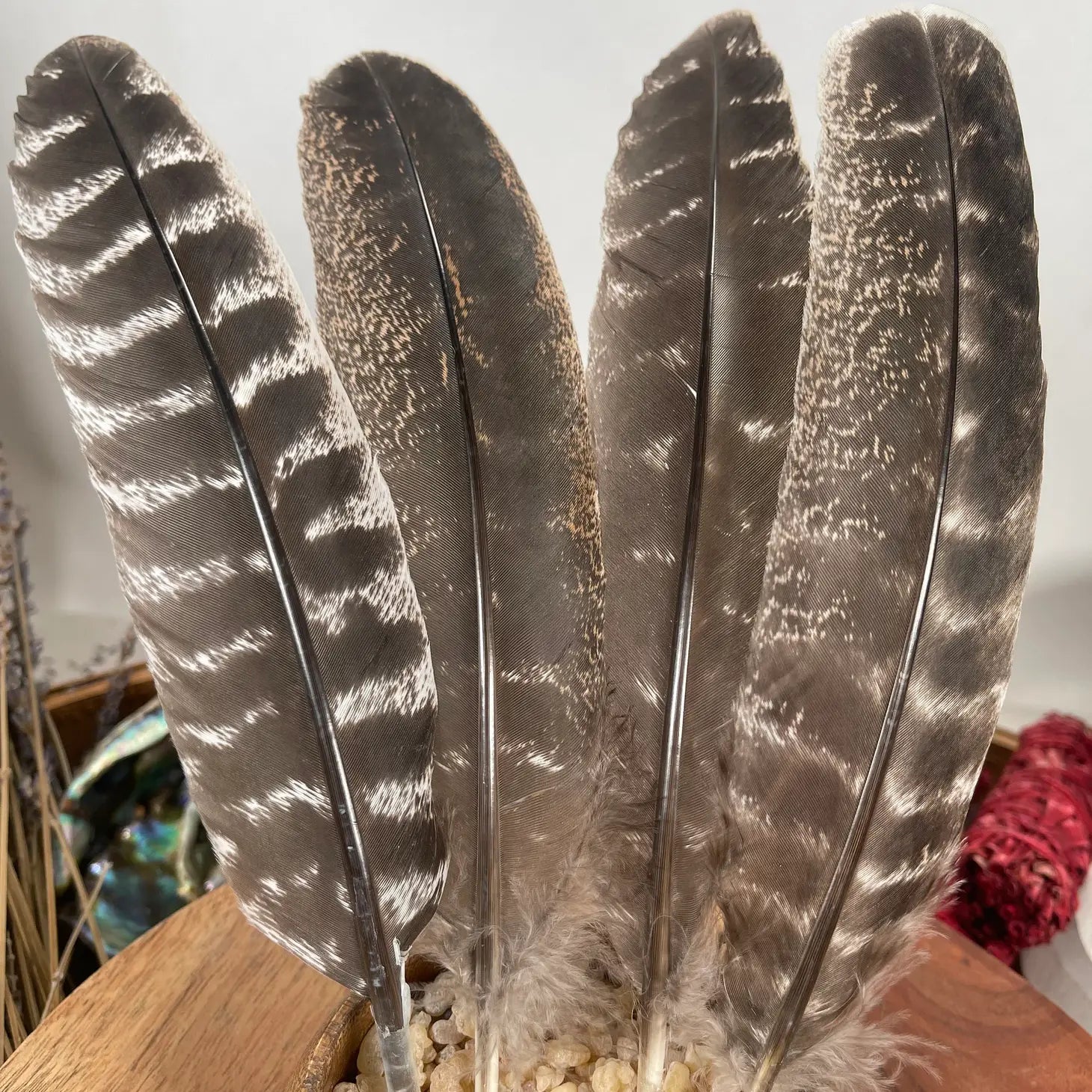 Natural Turkey Feathers