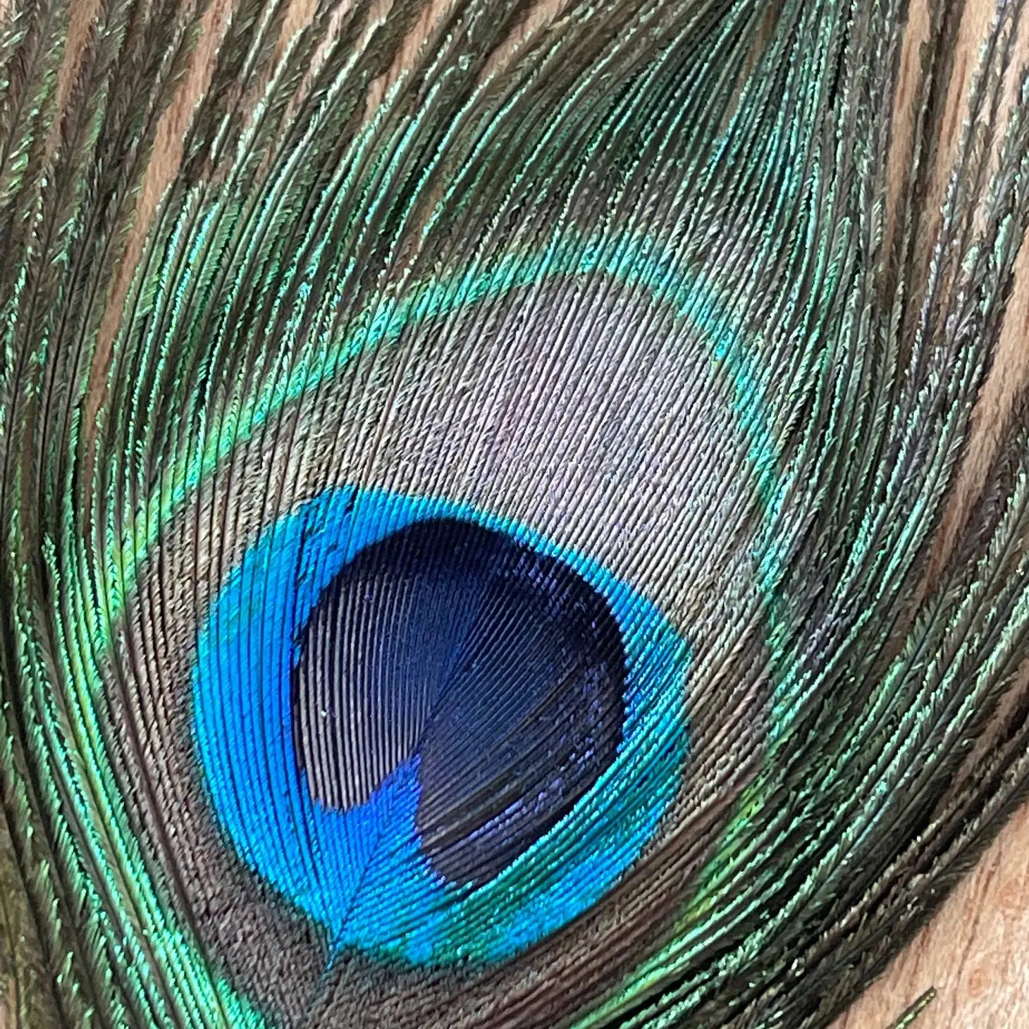 USA Natural Peacock Feathers