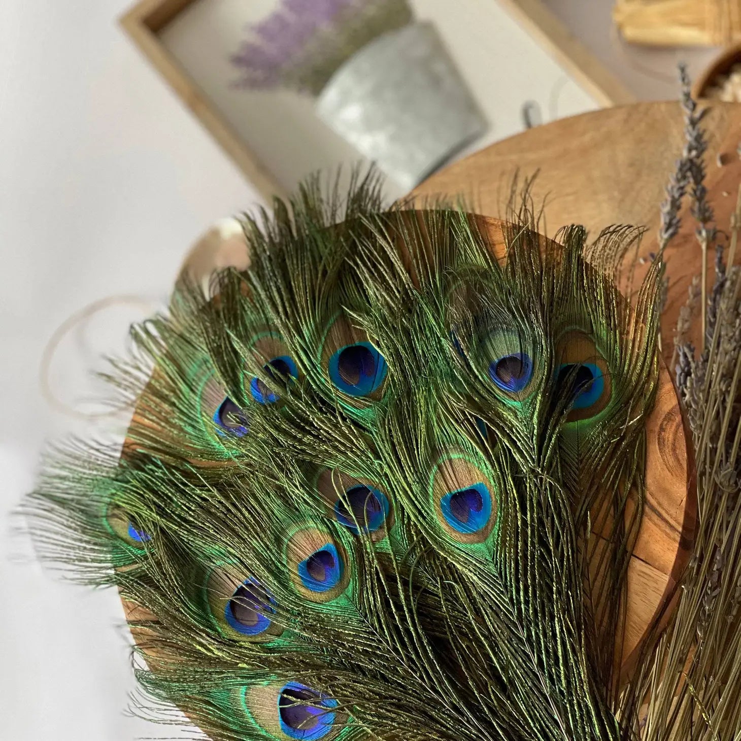 USA Natural Peacock Feathers